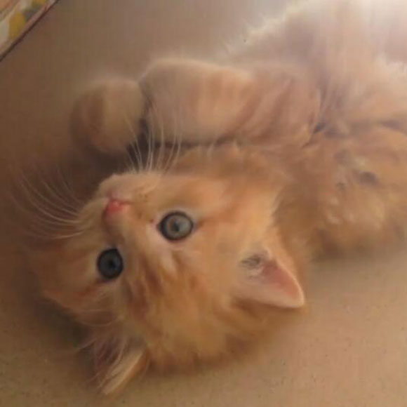 Life Online - Meet Simba!